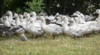 Grippe Aviaire - Influenza aviaire hautement pathogène