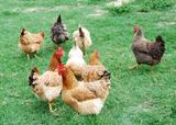 Influenza aviaire hautement pathogène (IAHP) H5N1 en Indre-et-Loire